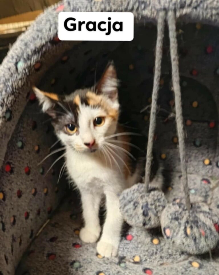 GRACJA