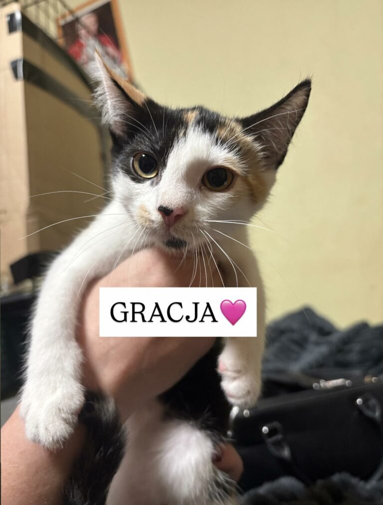 gracja2