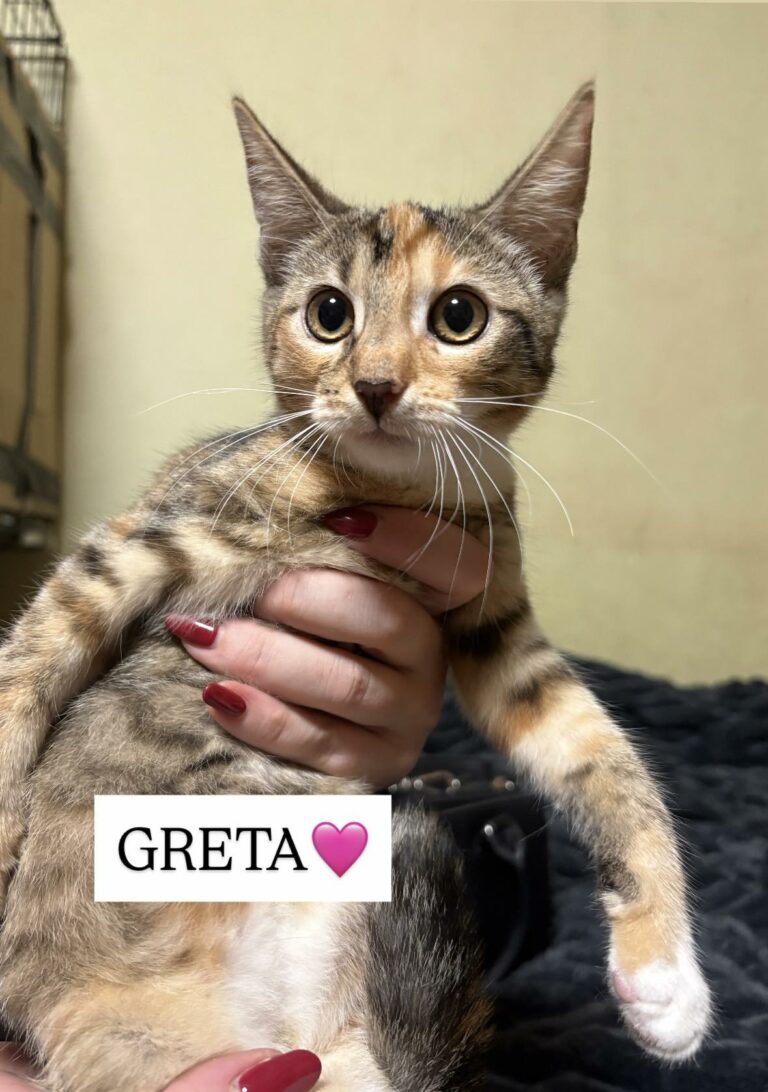 greta2