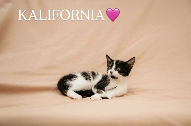 kalifornia