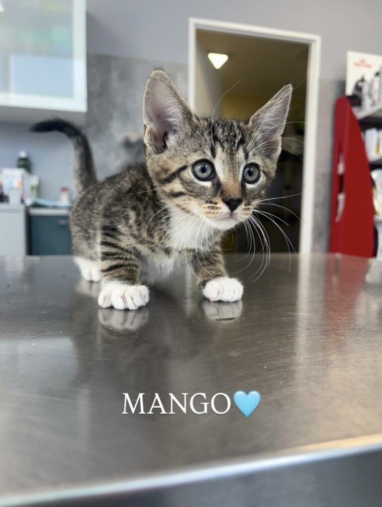 mango