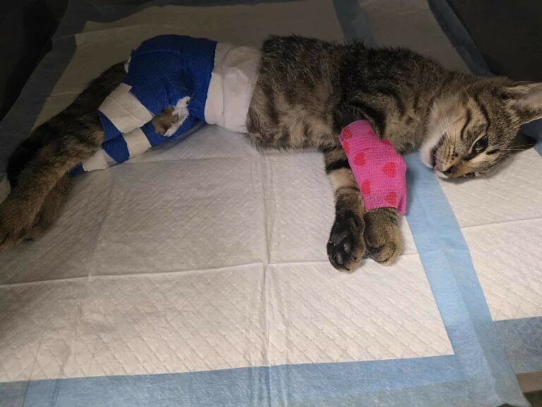 simba3