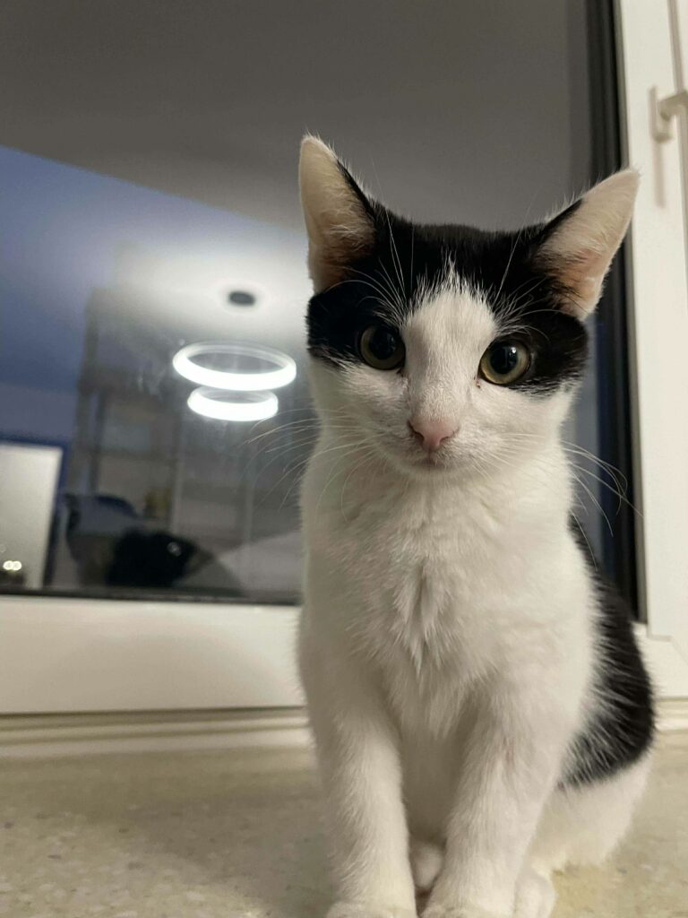 3b9bdba1-5922-4795-94b7-606b98383c86