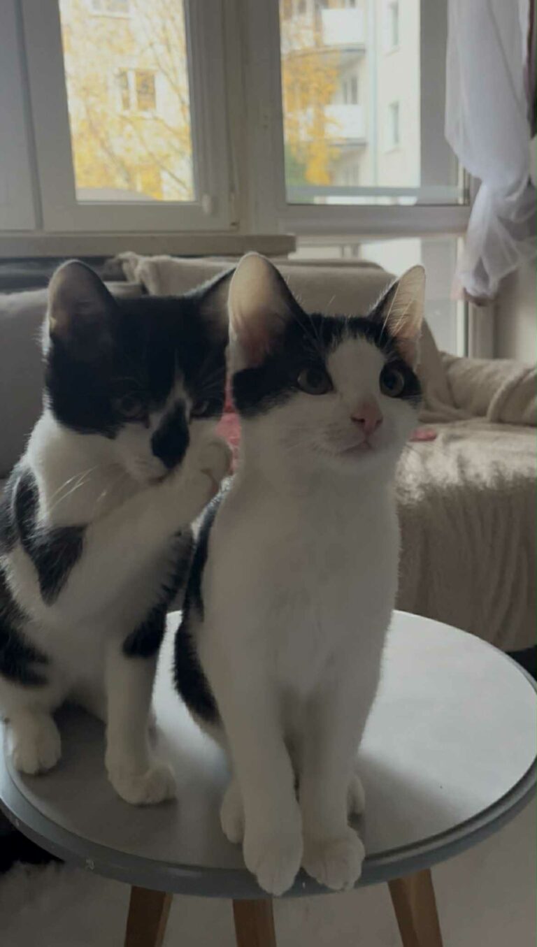 52788941-255a-4f1d-8f69-5cdf5a6bb209