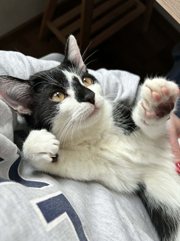 b0e86cd3-8723-43d0-b4c8-51f230d175e4