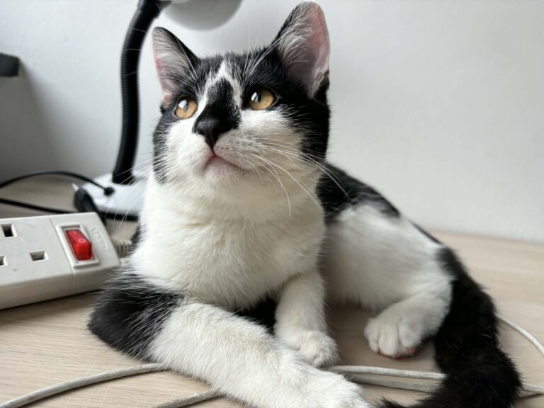 fa09edba-3d31-40b2-9b16-dd8a37bc1862