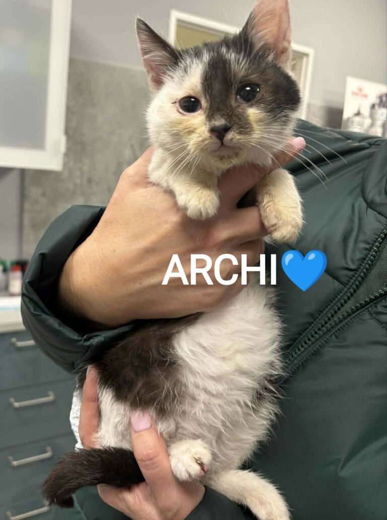 archi