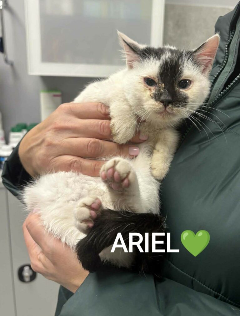 ariel