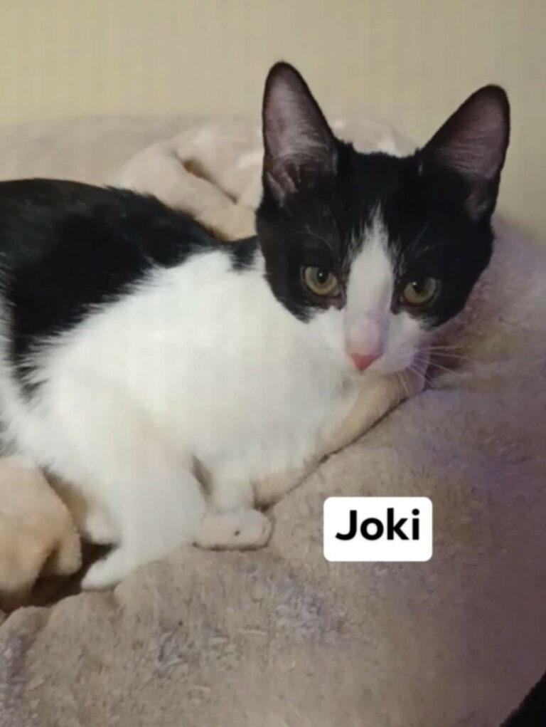 joki