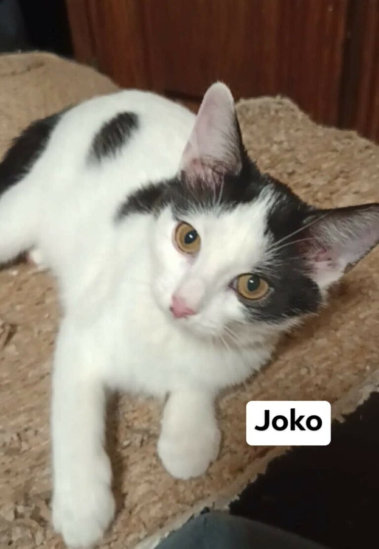 joko