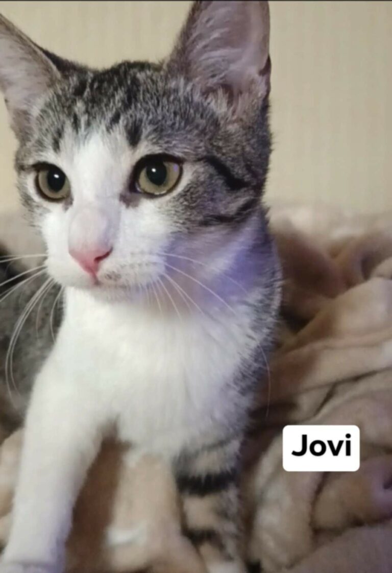 jovi