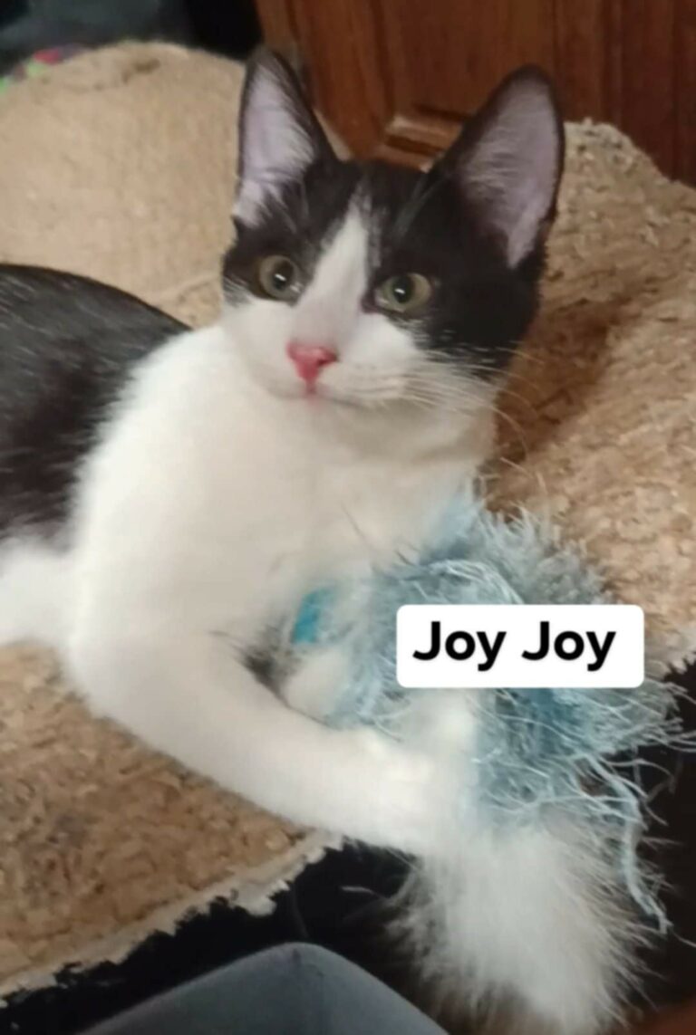 joyjoy