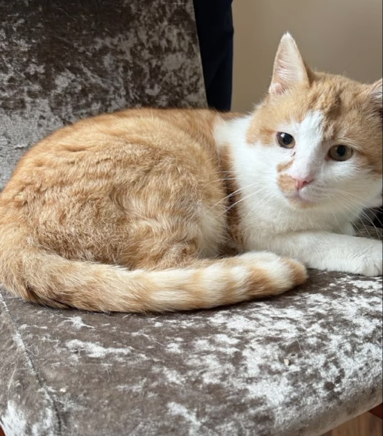 Screenshot 2026-02-24 at 21.13.42