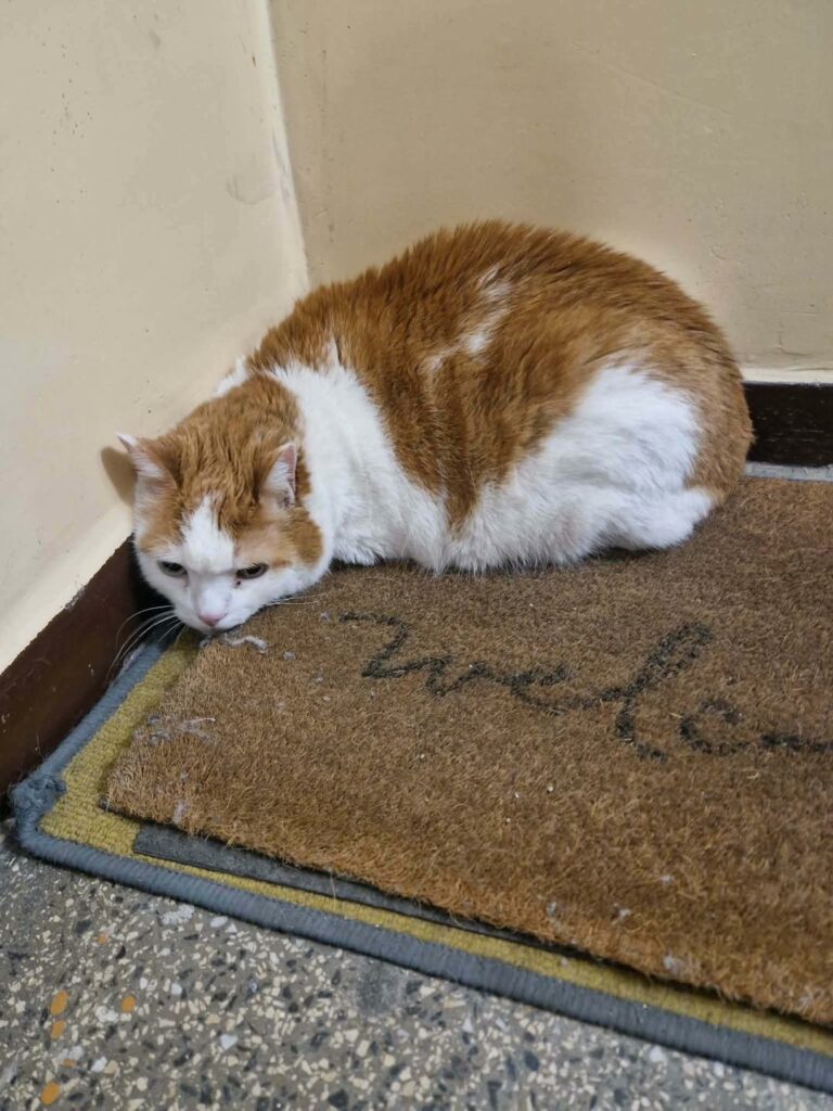 ginger2