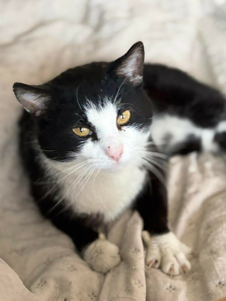 pixel